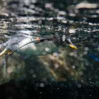 New penguin chicks celebrate first Thanksgiving at Draper aquarium