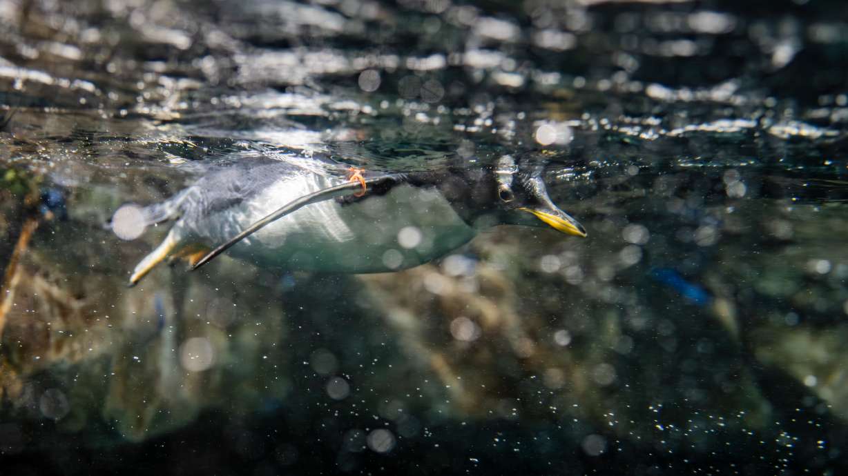 A gentoo penguin chick named Isla, with an orange armband at the Loveland Living Planet Aquarium in Draper on Monday.