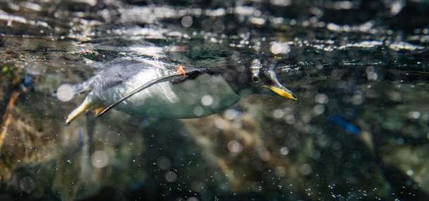 New penguin chicks celebrate first Thanksgiving at Draper aquarium