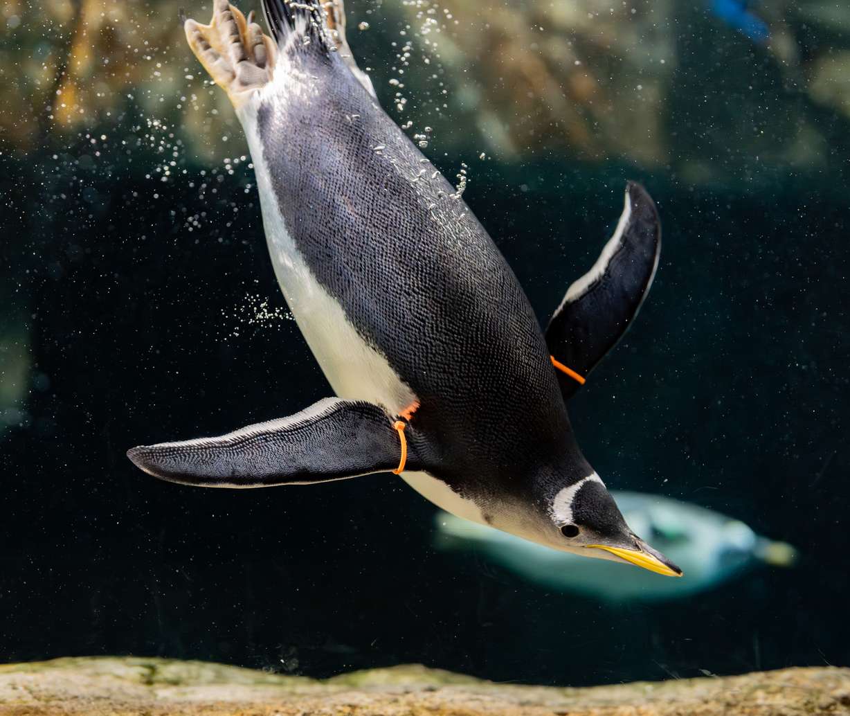 Isla, one of four new gentoo penguin chicks, wears an orange armband at the Loveland Living Planet Aquarium in Draper.