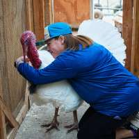 Some families are 'adopting' turkeys for Thanksgiving instead of eating them