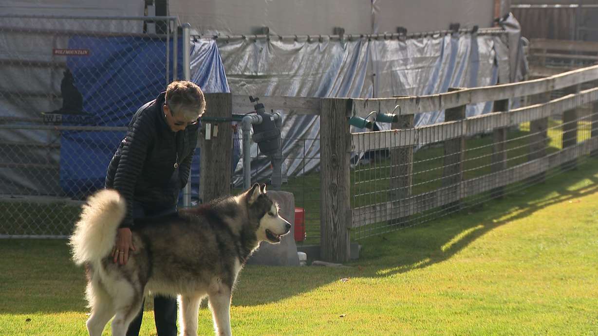 Pat Jenkins is pictured at her home with one of her Alaskan Malamutes. Jenkins has a connection to a Thanksgiving tradition — The National Dog Show on NBC.
