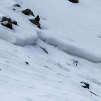 Recent avalanche highlights Utah's risk despite low snow levels