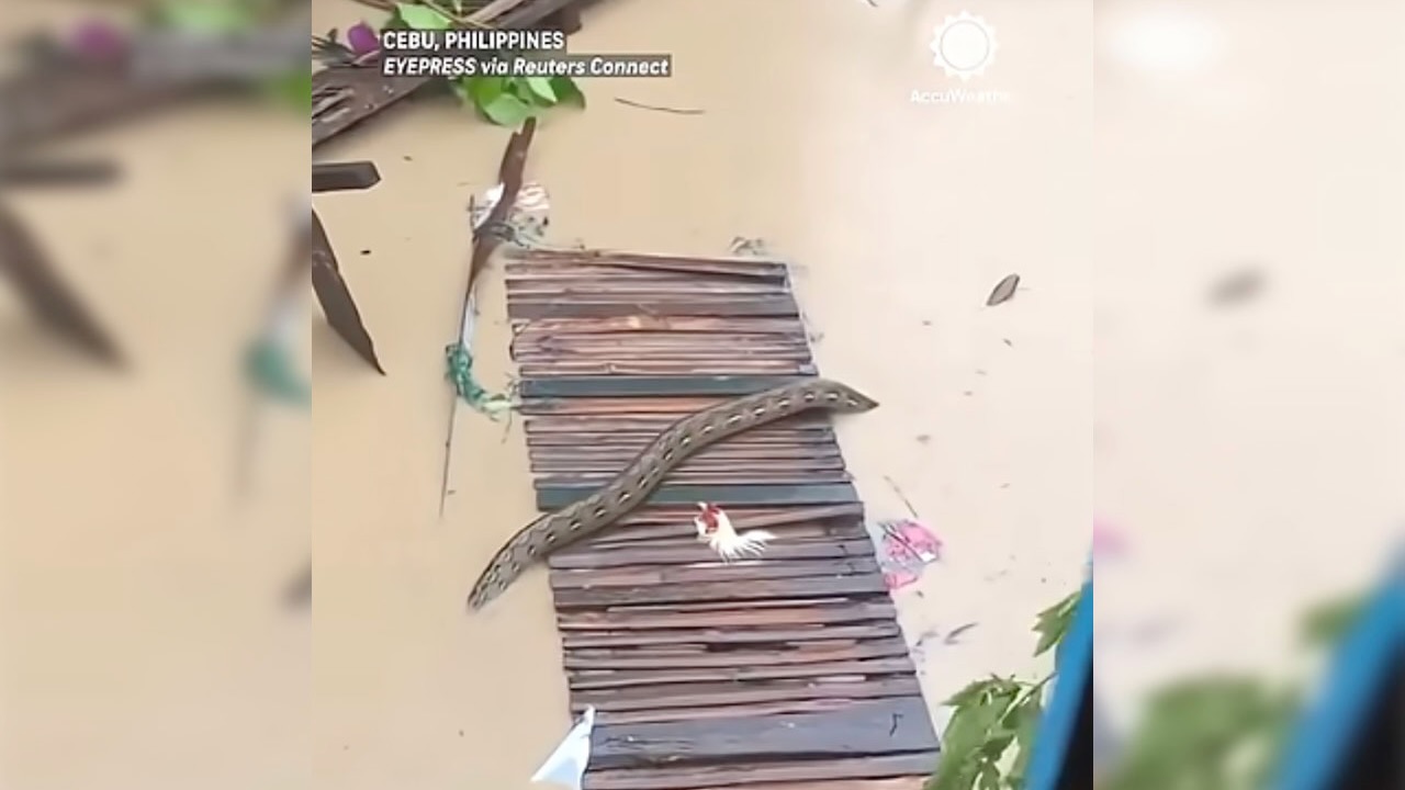 Have You Seen This? Typhoon Tino leads to giant python's appearance in Philippine city