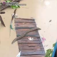 Have You Seen This? Typhoon Tino leads to giant python's appearance in Philippine city