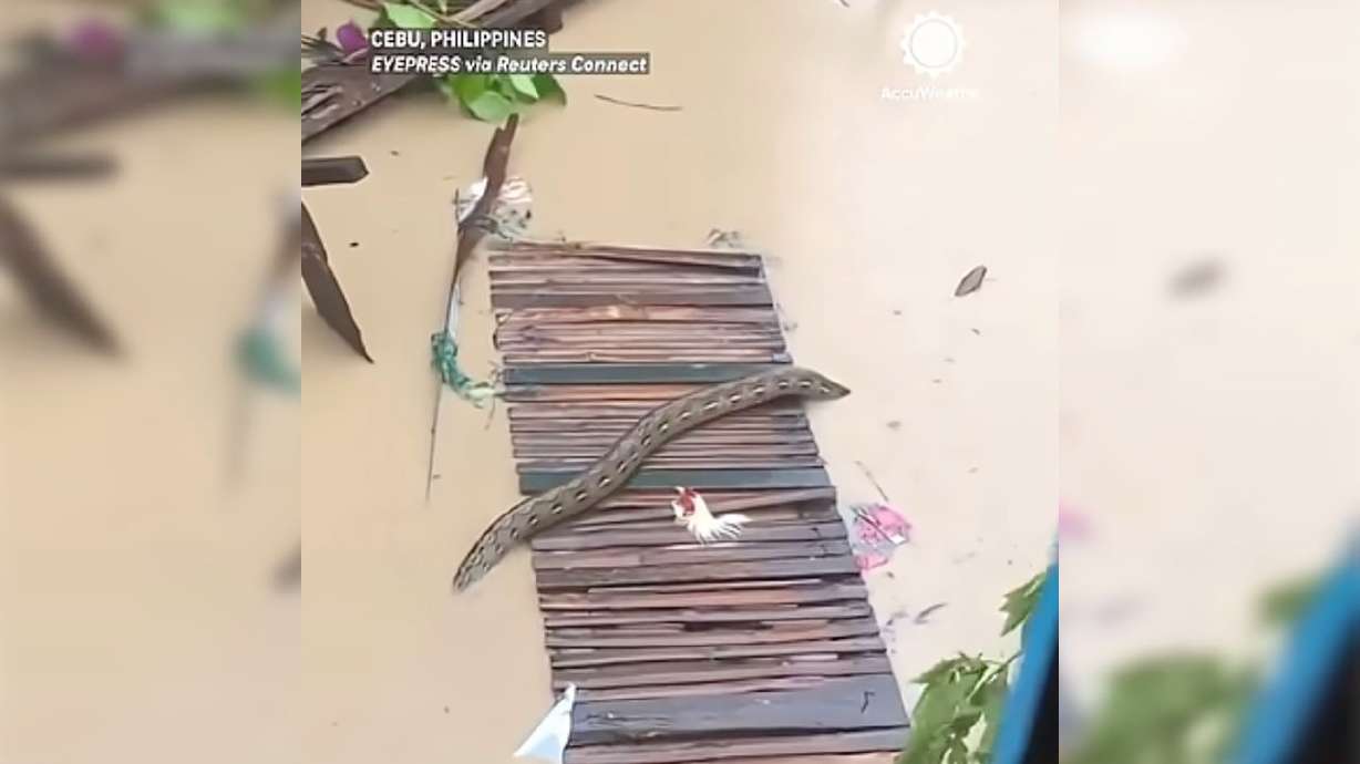 A giant python slithered through floodwaters caused by Typhoon Tino in Talisay in the Philippines in early November. Ahead of Tino, bats took to the skies above another city in the Philippines.