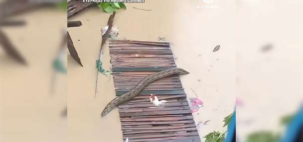 Have You Seen This? Typhoon Tino leads to giant python's appearance in Philippine city