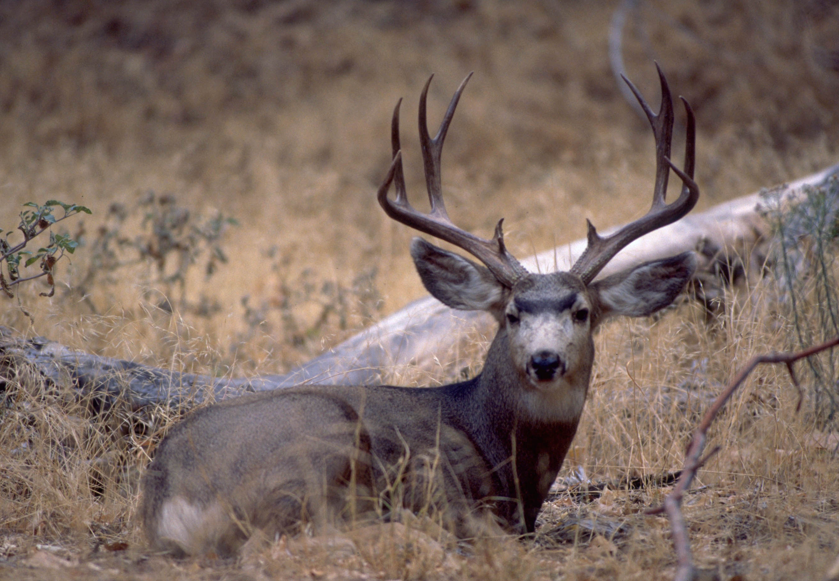 New research shows drought conditions drive deer populations to croplands, urban environments