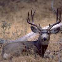 New research shows drought conditions drive deer populations to croplands, urban environments