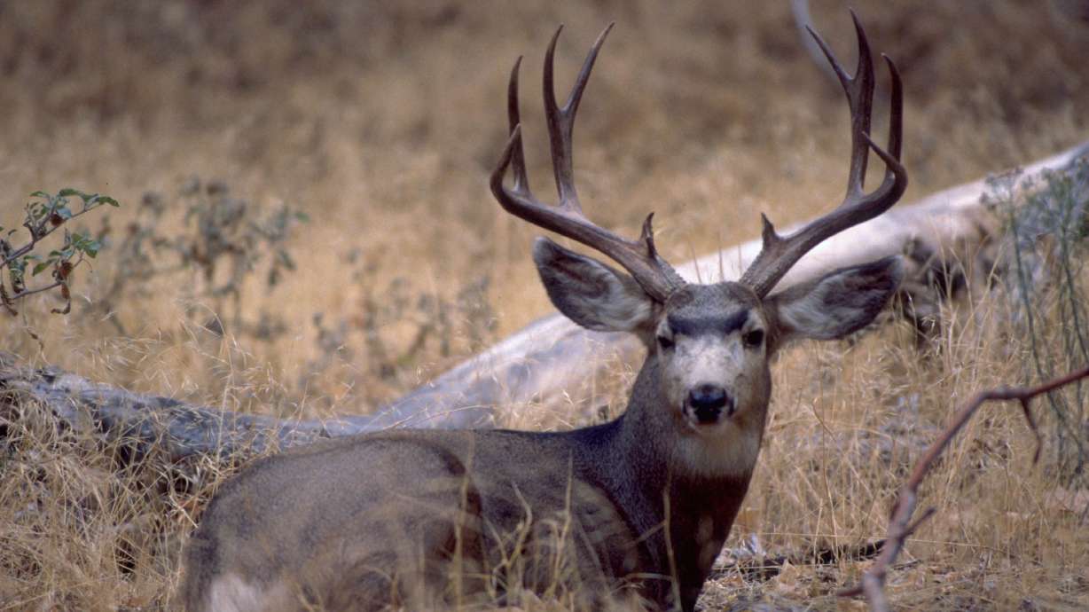New research from Utah State University tracked movements of mule deer during drought and found that when water content in plants dropped to a specific low, deer will abandon their natural habitat for irrigated croplands and urban landscaping.