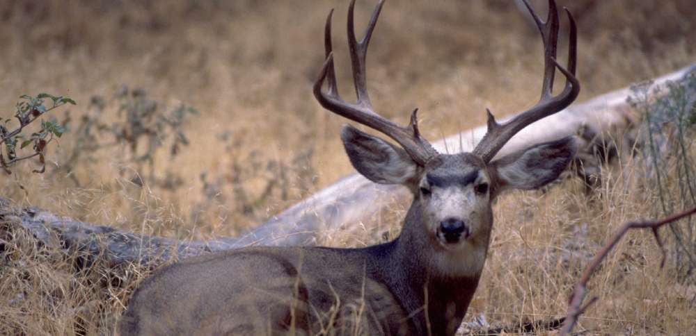 New research shows drought conditions drive deer populations to croplands, urban environments