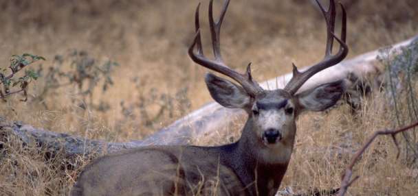 Top Features story anchor