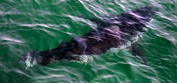 Top World story anchor