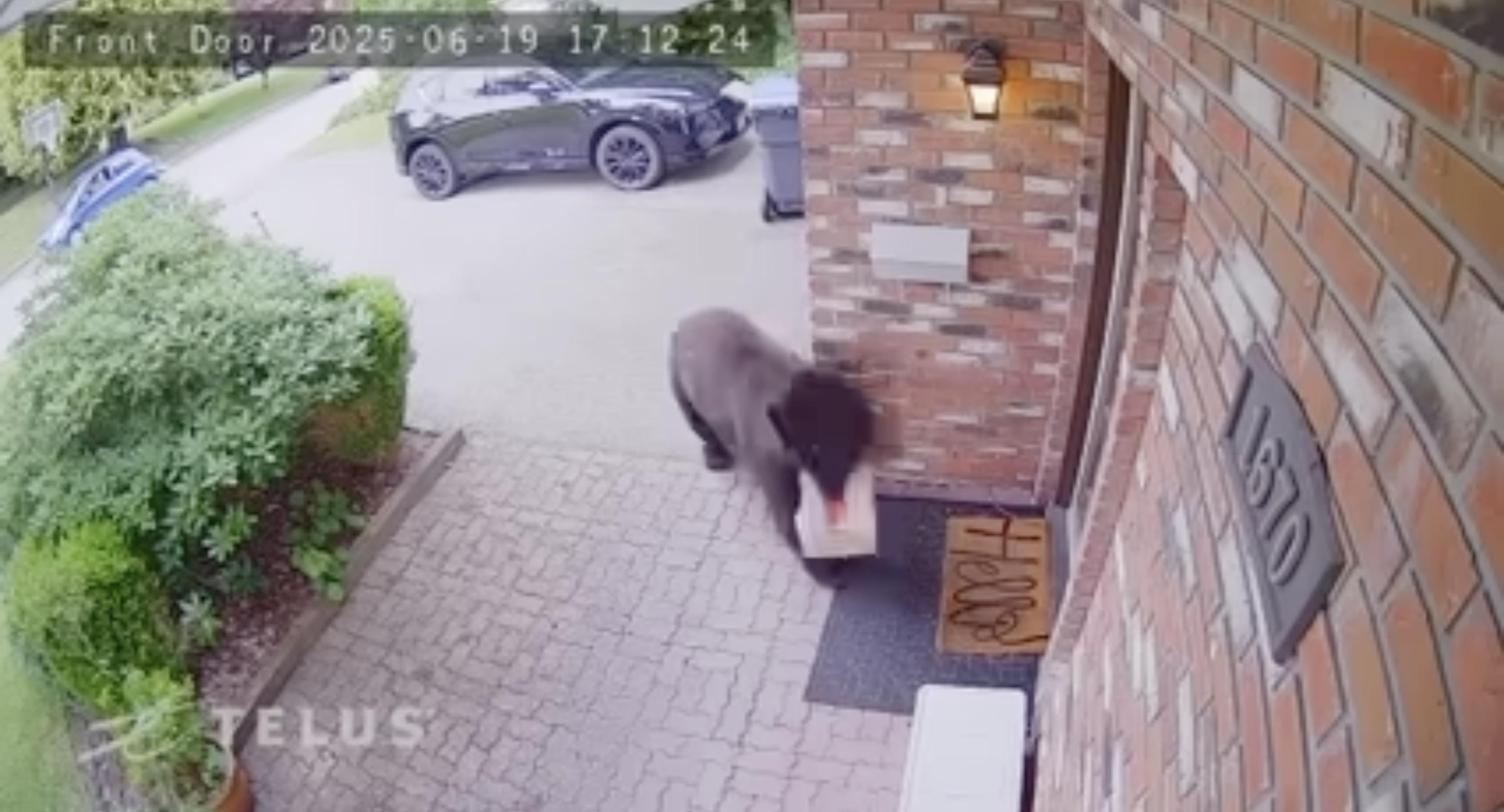 Have You Seen This? Black bear steals food delivery 
