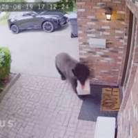 Have You Seen This? Black bear steals food delivery