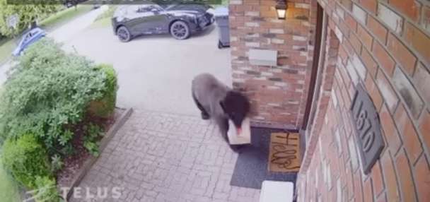Have You Seen This? Black bear steals food delivery