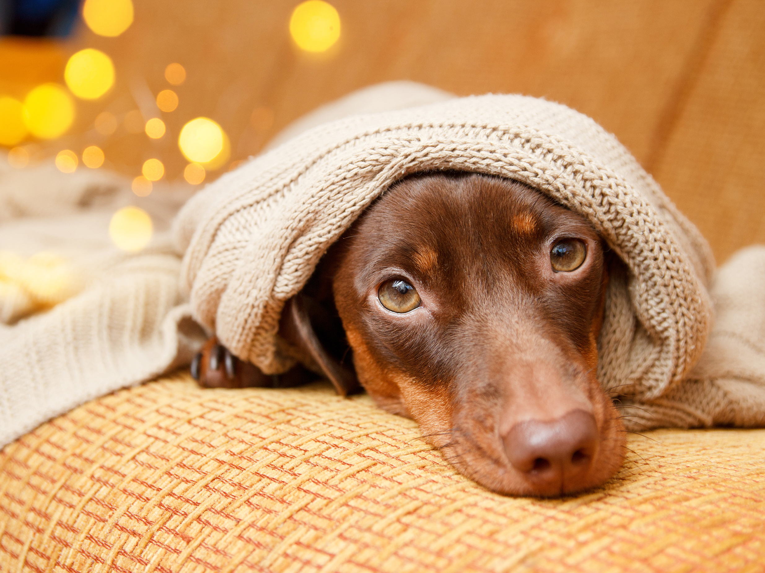 Make a difference this holiday season with donations to local pet shelters