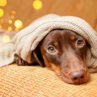 Make a difference this holiday season with donations to local pet shelters