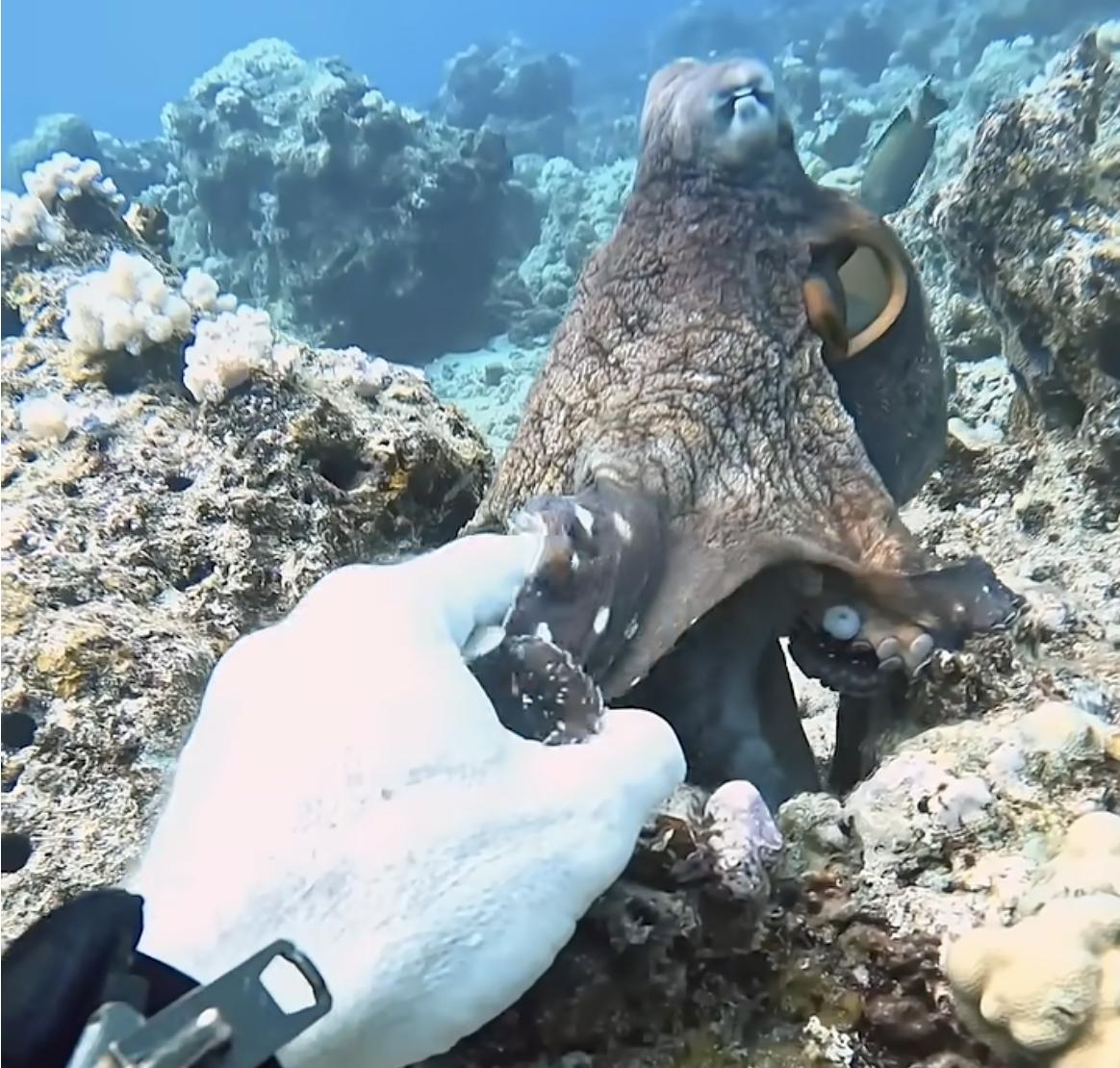Have You Seen This? Professional diver shakes 'hand' of octopus
