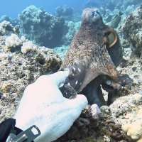 Have You Seen This? Professional diver shakes 'hand' of octopus