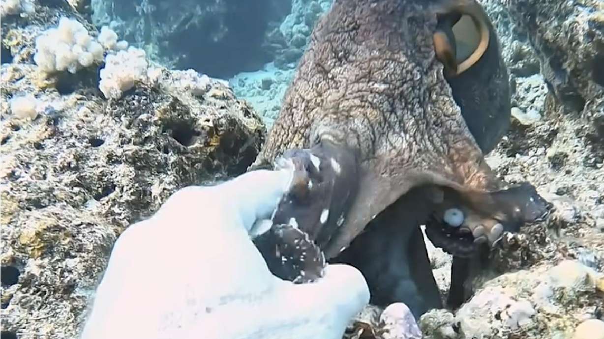 A professional diver has an encounter with an octopus in February 2024.