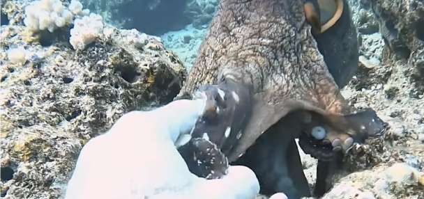 Have You Seen This? Professional diver shakes 'hand' of octopus