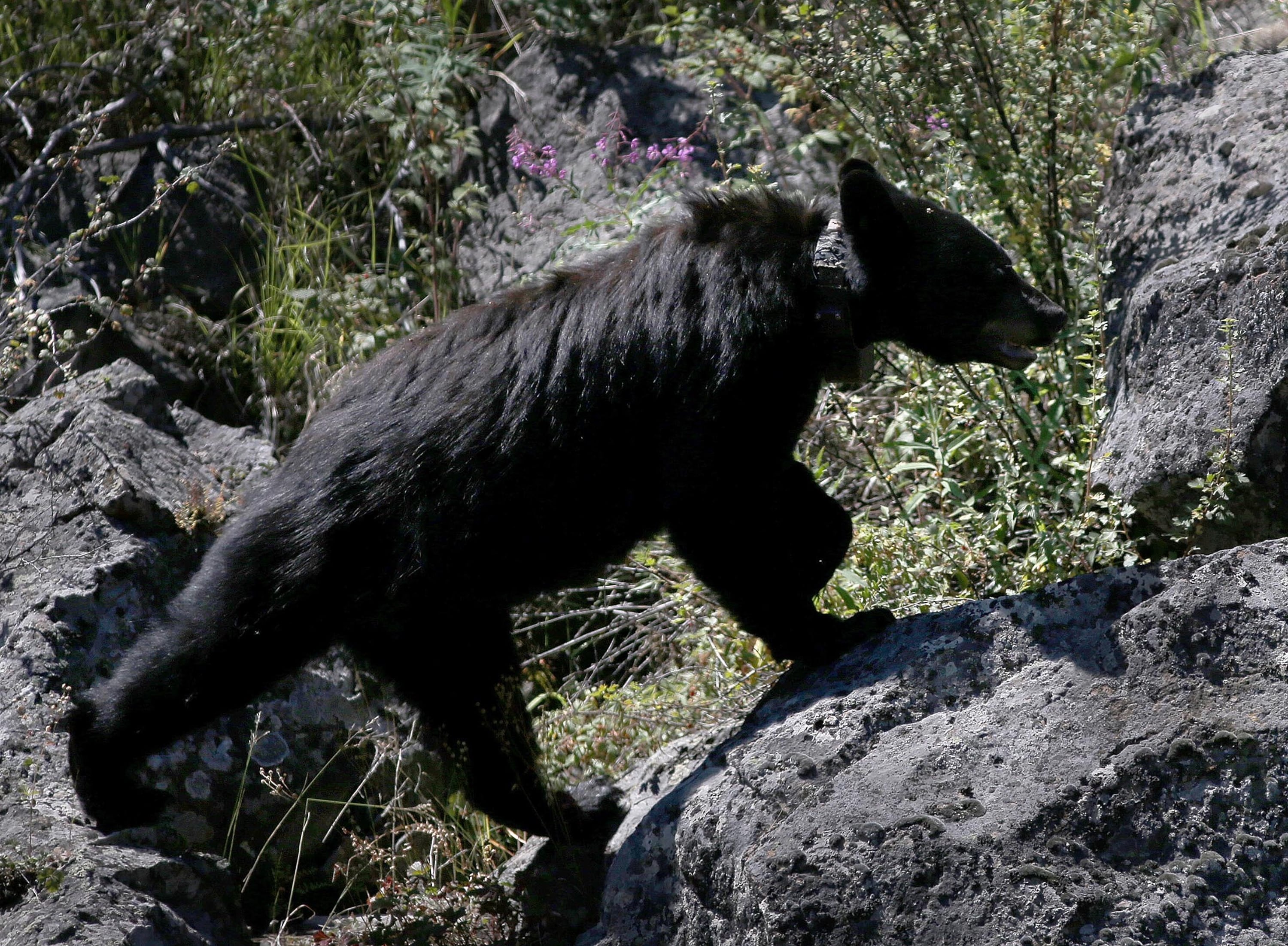 A black bear climbs over the rocks inside Yellowstone National Park on Aug. 8, 2018.