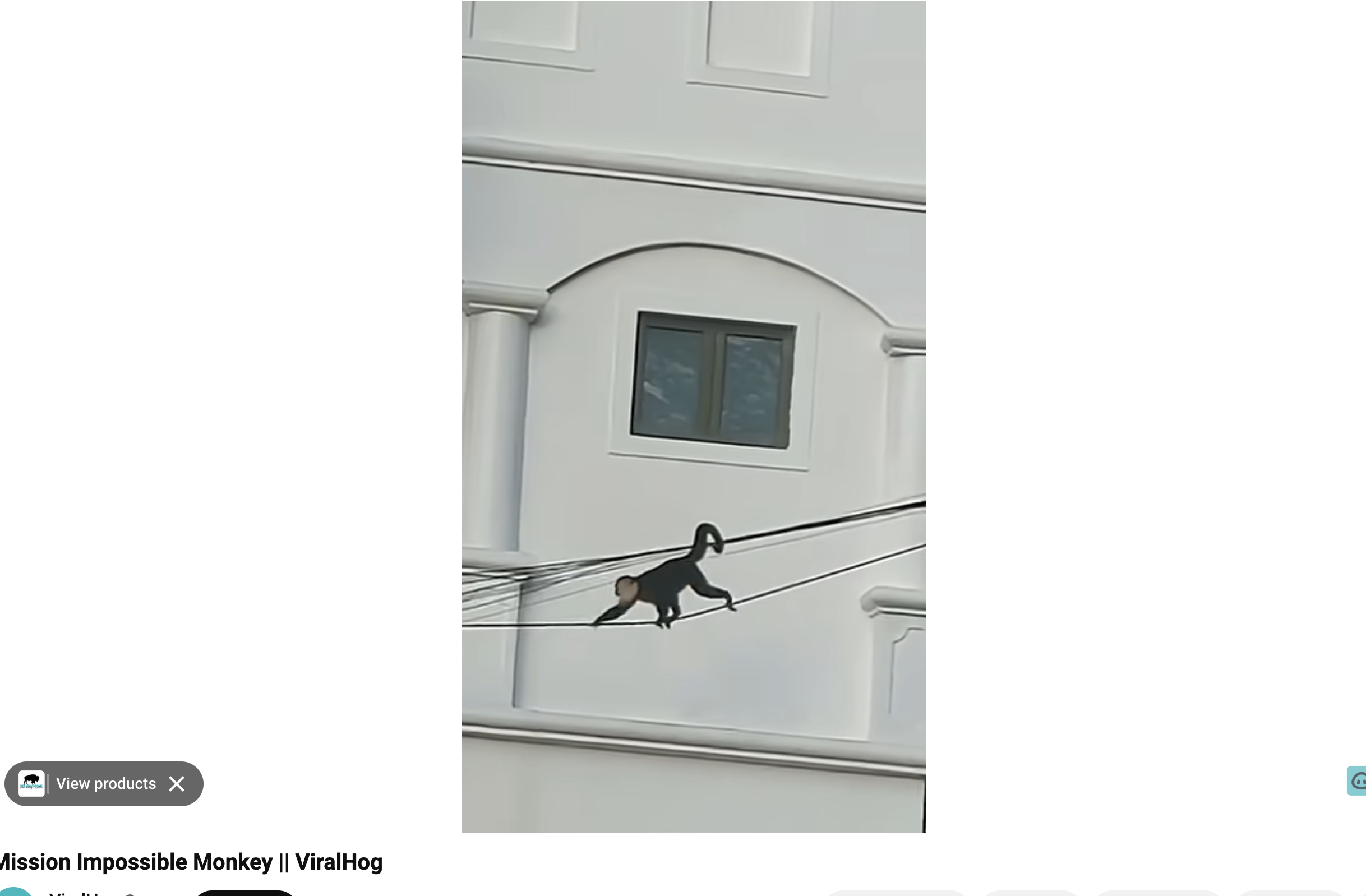 It's obvious that this is no ordinary monkey, and he's definitely up to something amazing.