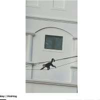 Have You Seen This? Special agent monkey uses wire to get around
