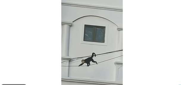 Have You Seen This? Special agent monkey uses wire to get around