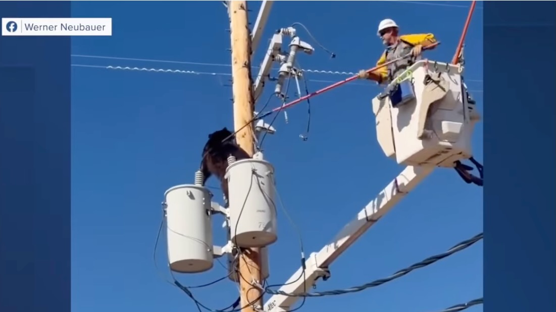 Have You Seen This? Arizona lineman coaxes bear from atop utility pole