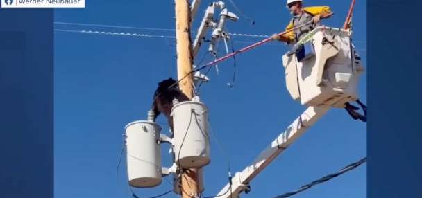 Have You Seen This? Arizona lineman coaxes bear from atop utility pole