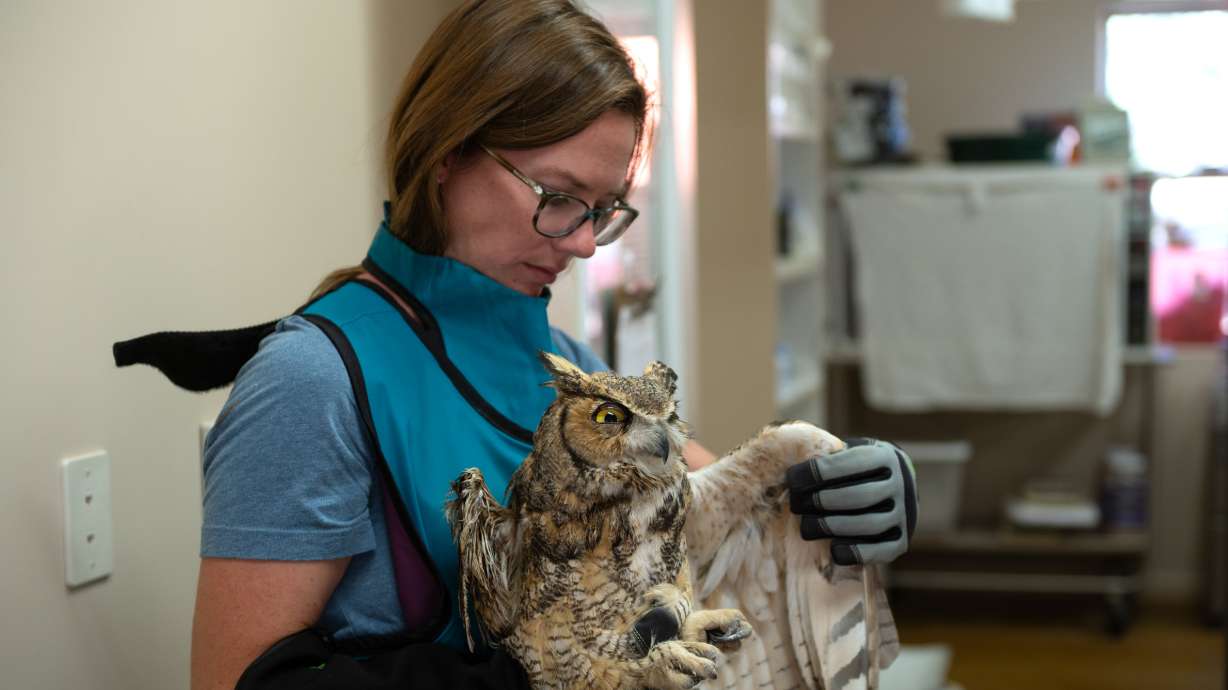 Sierra Medlin, manager of small animals at Best Friends Animal Sanctuary, takes a look at a great horned owl following a concrete-removal procedure. Twenty-five percent of its body was encased in the mess.