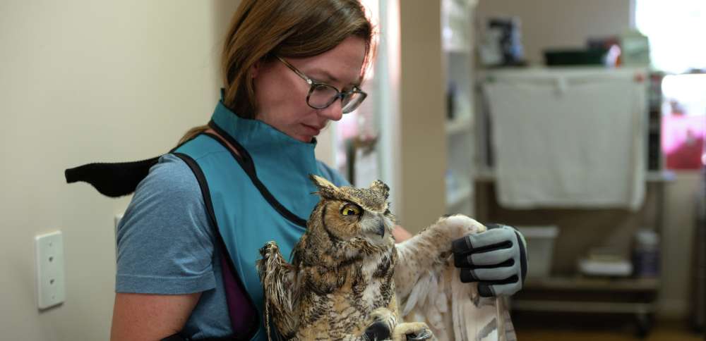 An owl fell into a concrete mixer in southern Utah. Thanks to caregivers, its future is bright