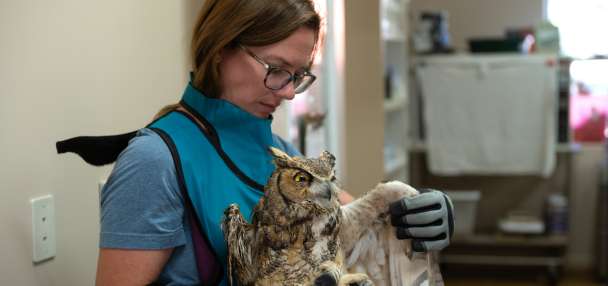 An owl fell into a concrete mixer in southern Utah. Thanks to caregivers, its future is bright