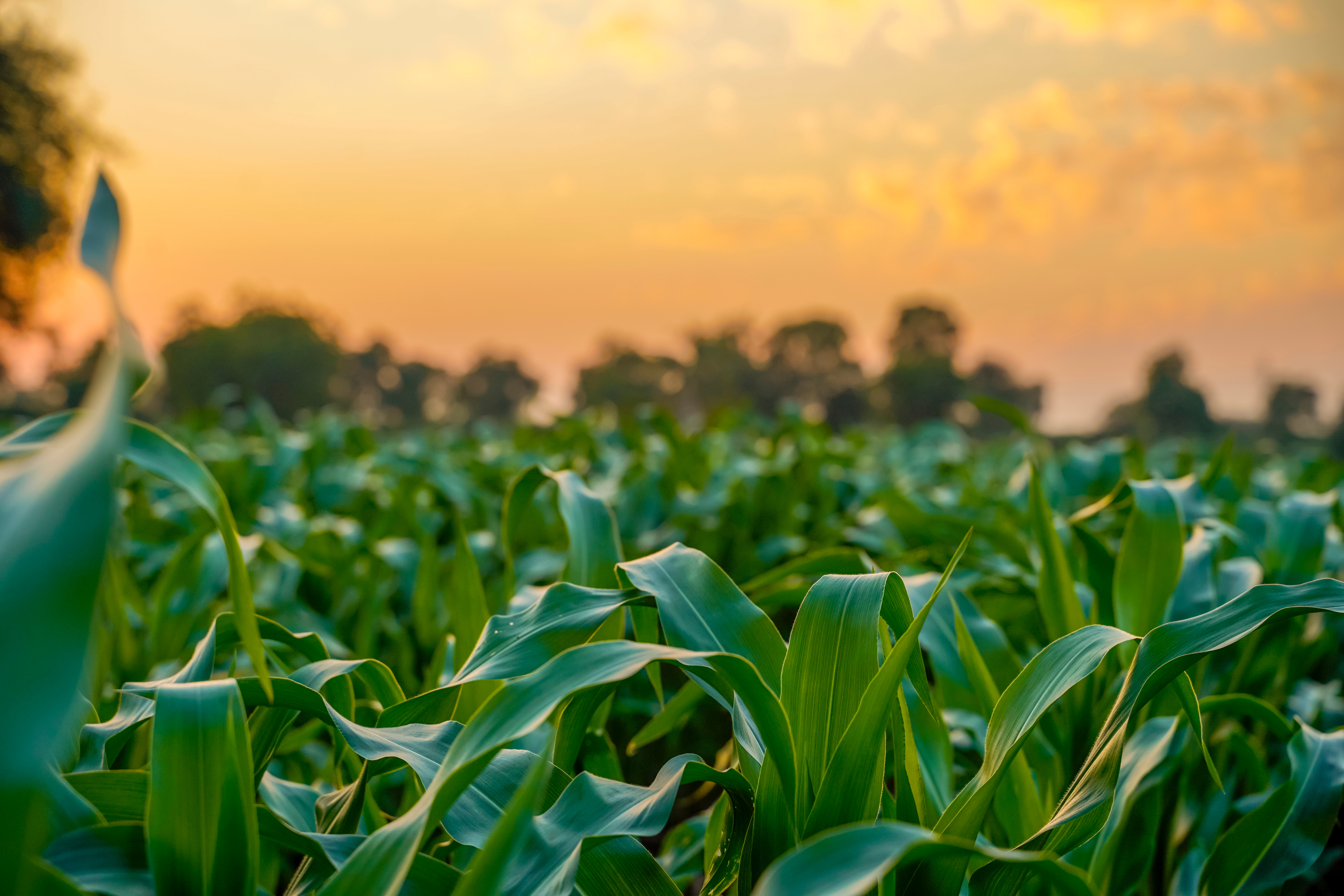 Utah farmers may miss out on federal aid amid economic struggles