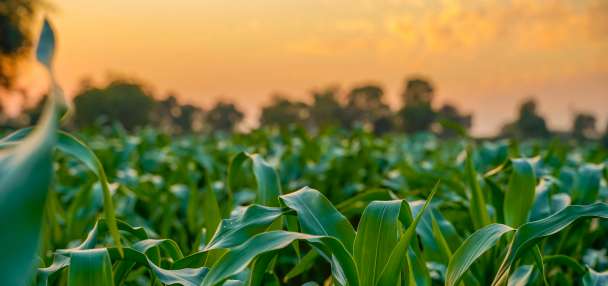 Utah farmers may miss out on federal aid amid economic struggles