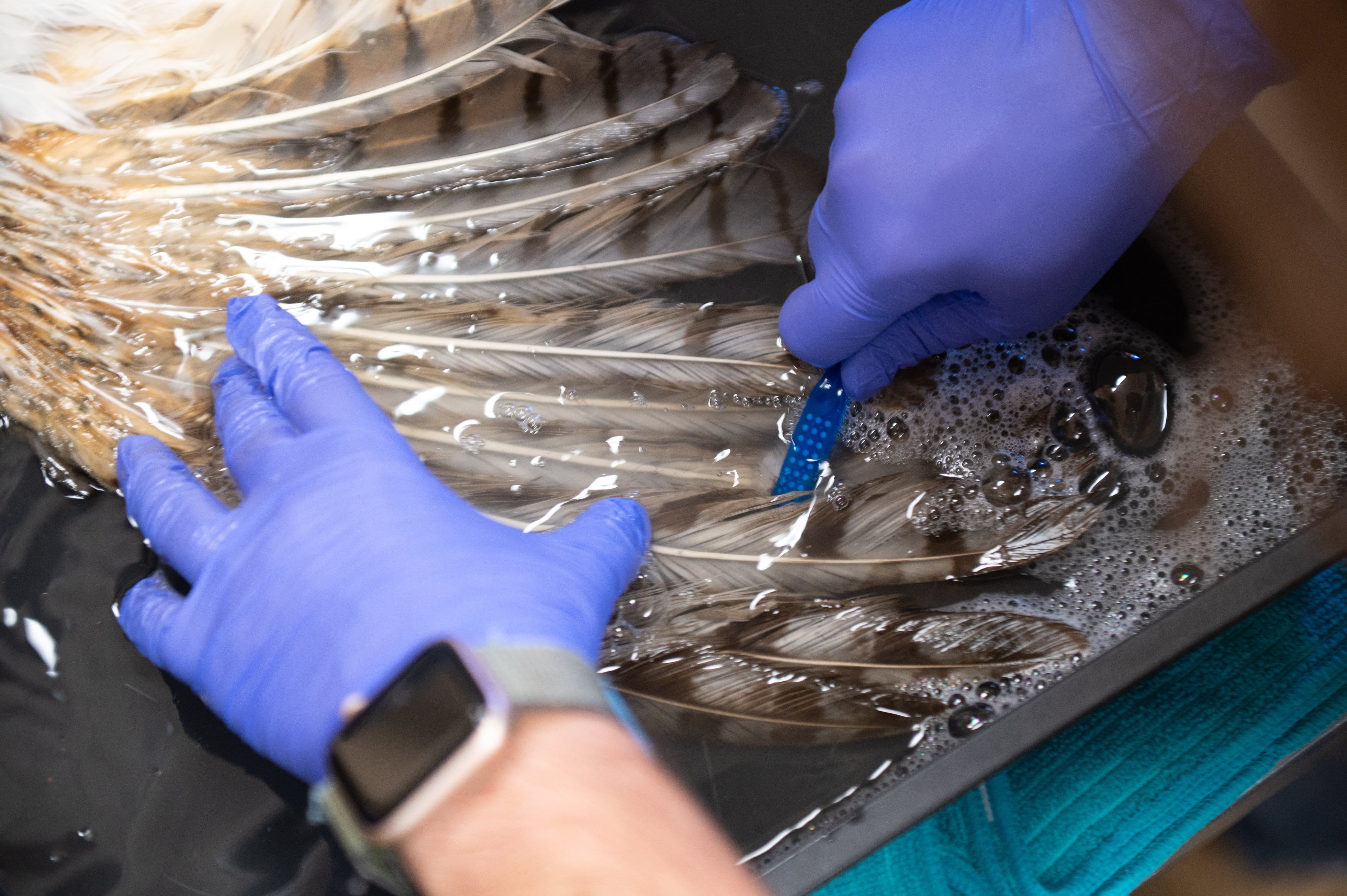 A great-horned owl has concrete removed from its feathers at Best Friends Animal Sanctuary in Kanab. The owl was recently released back into the wild after its long recovery.