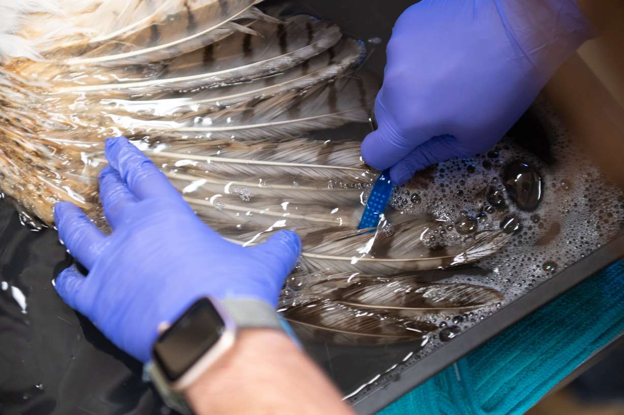 A great-horned owl has concrete removed from its feathers at Best Friends Animal Sanctuary in Kanab. The owl was recently released back into the wild after its long recovery.