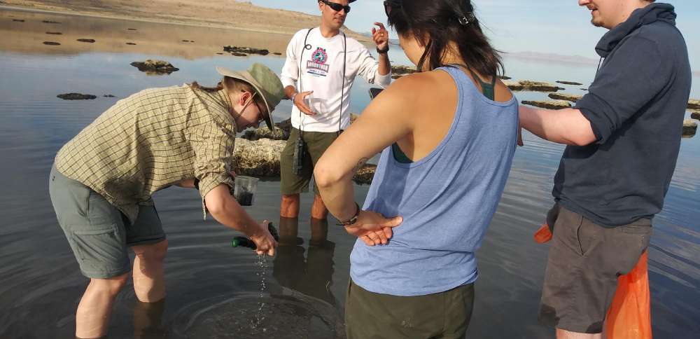 Great Salt Lake's latest species discovery gets a name fit for the lake's native history