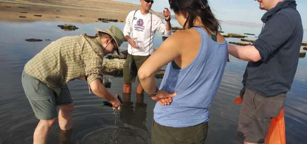 Great Salt Lake's latest species discovery gets a name fit for the lake's native history