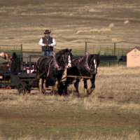 Warm weather impacts elk-viewing sleigh rides in Cache Valley