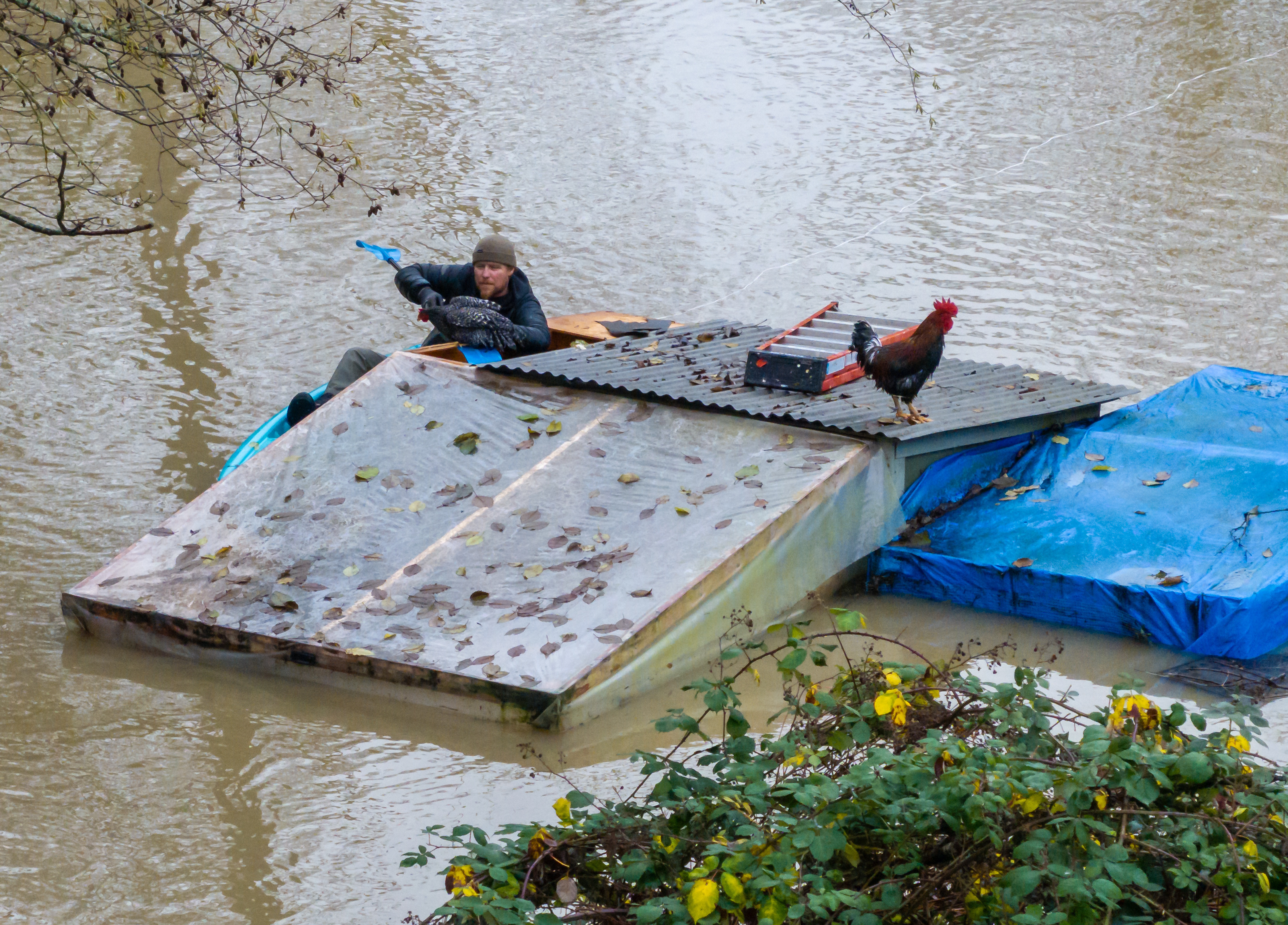 Eric Gustin rescues a chicken from a flooded coop, Friday in Burlington, Wash.