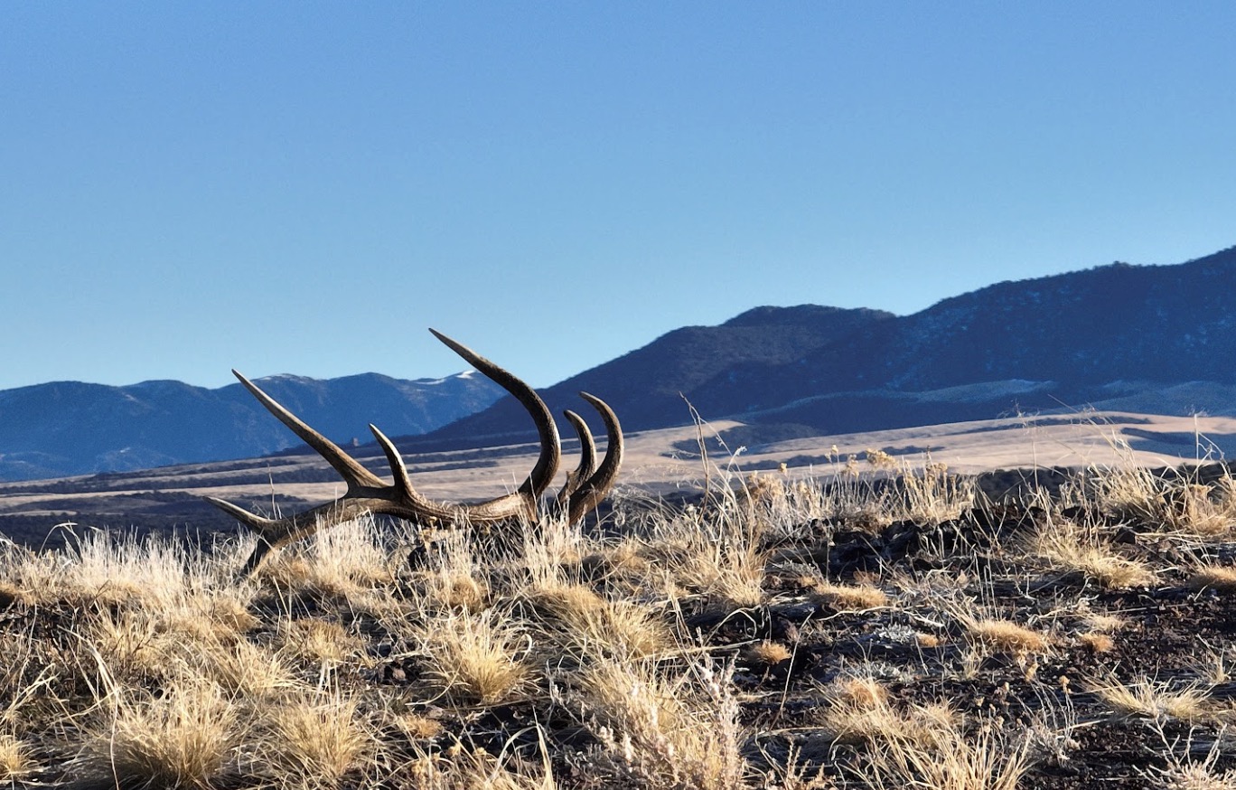 Plan to go shed hunting? Here's what you need to know 