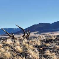 Plan to go shed hunting? Here's what you need to know