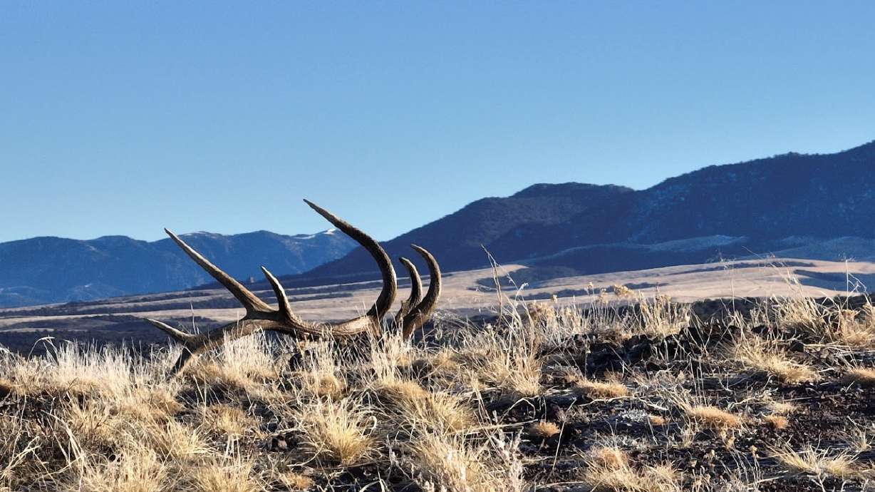 Utah's "shed hunting" season begins on New Year's Day, but people must complete an ethics course before collecting big game antlers.