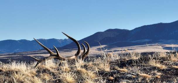 Plan to go shed hunting? Here's what you need to know