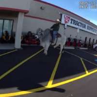 Have You Seen This? Man rides bull in parking lot