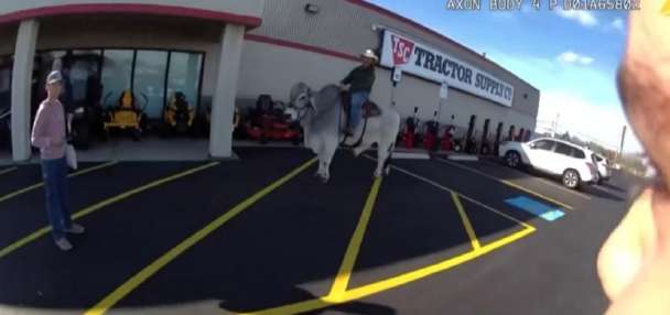 Have You Seen This? Man rides bull in parking lot