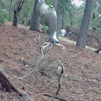 Have You Seen This? Buck tosses decoy like a boss